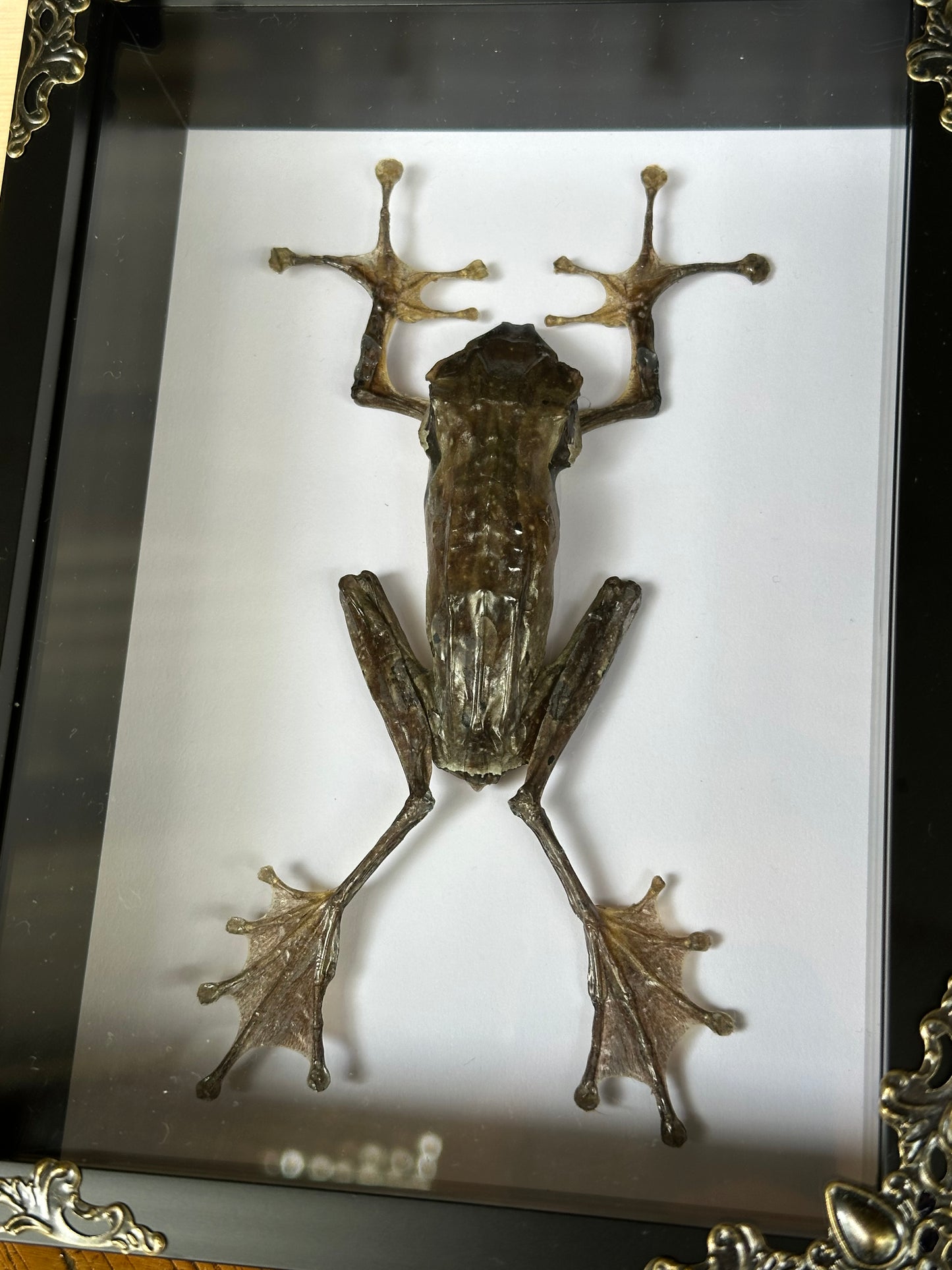 SPECIMEN FRAME - Frog Polypedates Leucomystax (F)