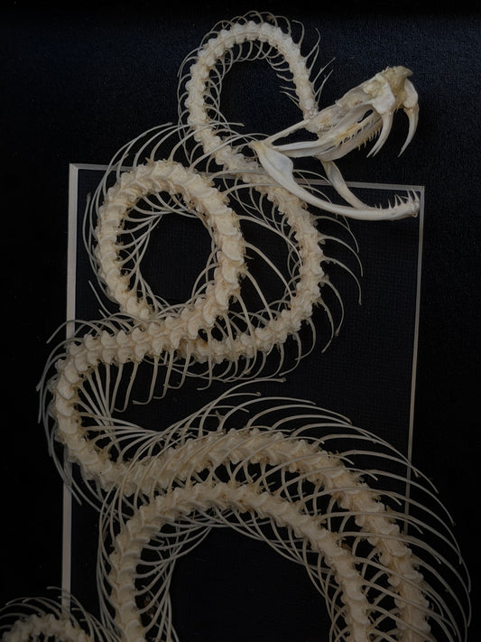 White Lipped Pit Viper Trimeresurus Albolabris Framed Skeleton Specimen