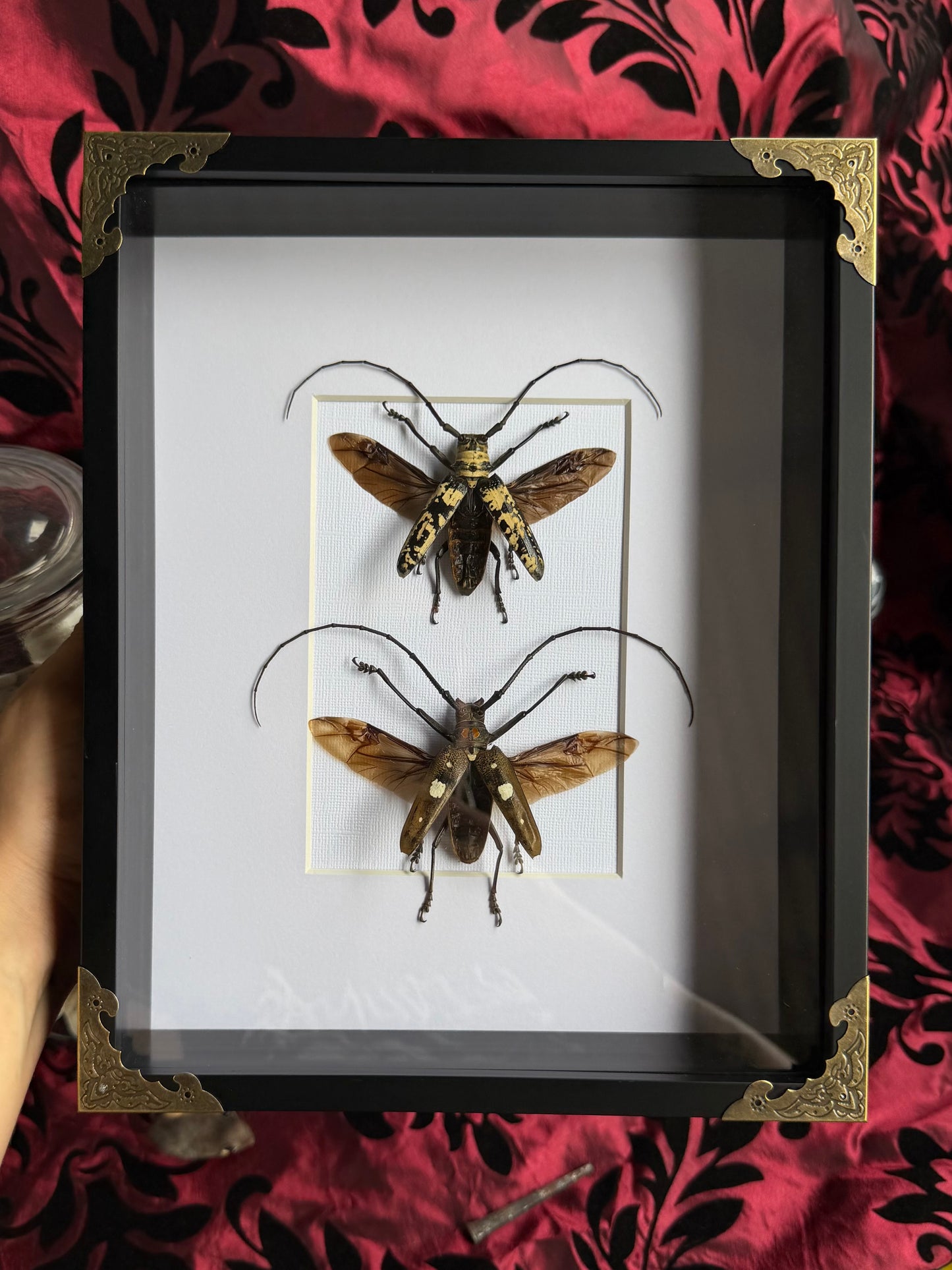 BEETLE DUO - Doesburgia Celebiana & Batocera celebiana A4 Frames Specimen