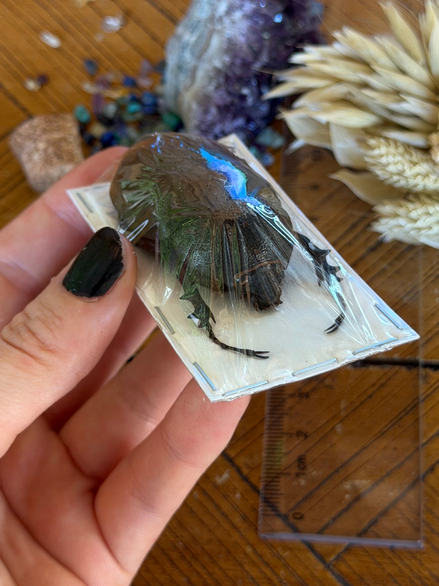 Caucaus Beetle - Chalcosoma Chiron Chiron Female