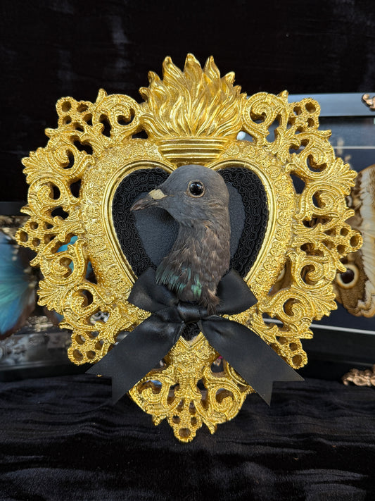 PIGEON HEAD - Gold Heart Mother of Hades Open Display Frame