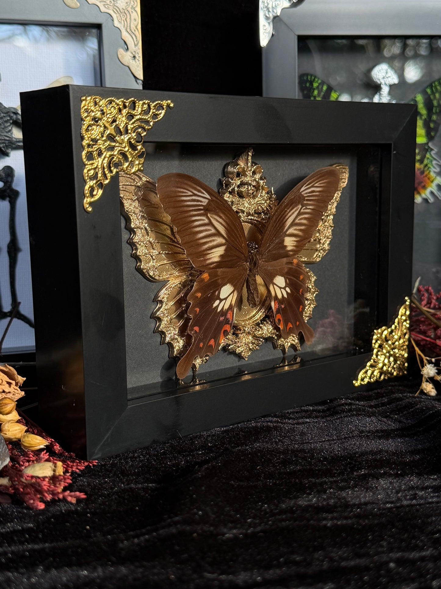 BROWN BUTTERFLY- Framed Specimen
