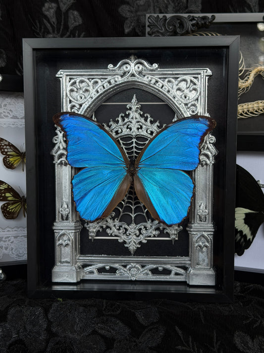 SILVER MORPHO MAUSOLEUM - Mother of Hades Butterfly Frame