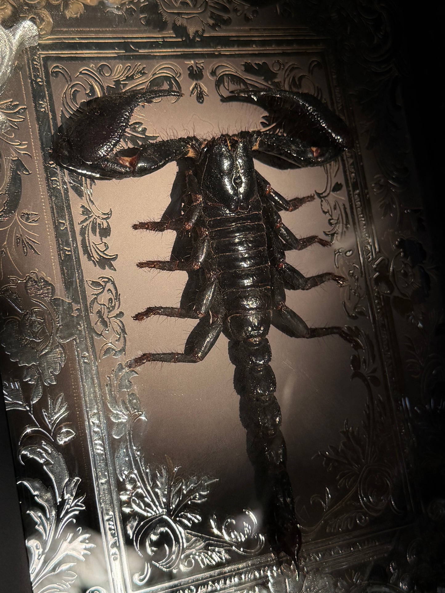 Forest Scorpion - Genus Heterometrus Frames Specimen