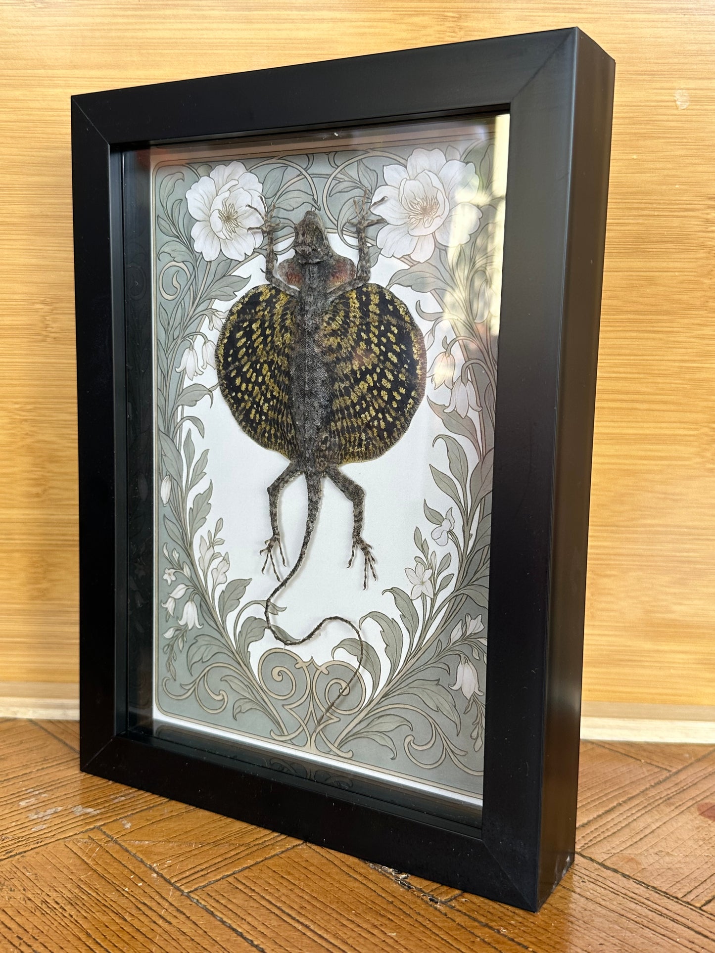SPECIMEN FRAME - Draco Haematopogon Flying Lizard