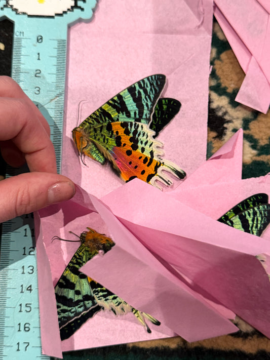 Chrysiridia rhipheus - MADAGASCAN SUNSET MOTH A- QUALITY