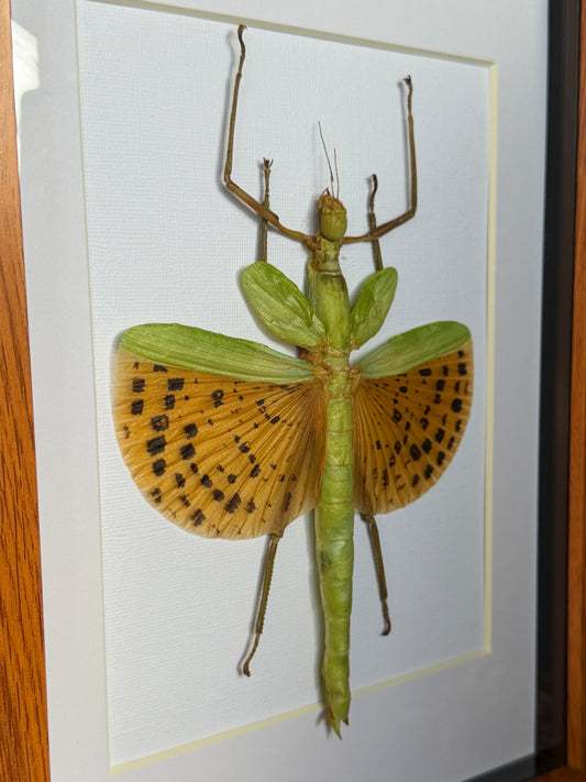 Leopard Stick Insect Paracyphocrania major, Framed Specimen