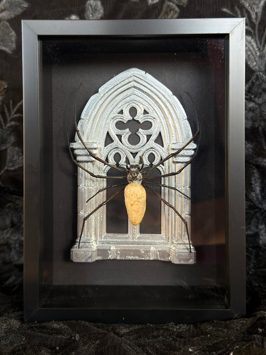 Silver Arch Orb Weaver Spider - Frames Specimen