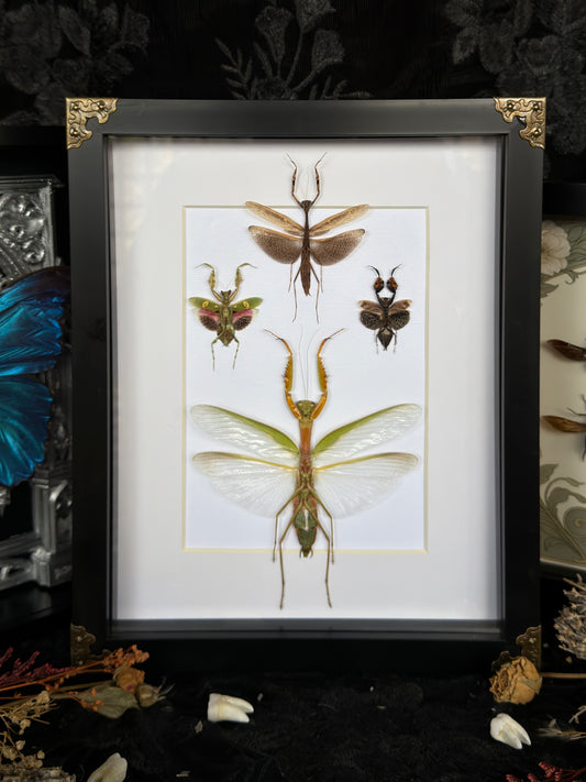 MANTIS QUAD - Praying Mantis Quad Specimen Frame