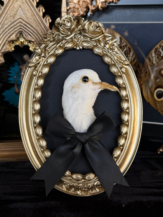 PIGEON HEAD - Round Mother of Hades Open Display Frame