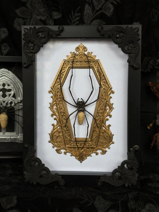 GOLD COFFIN - Mother of Hades Orb Weaver Framed Specimen