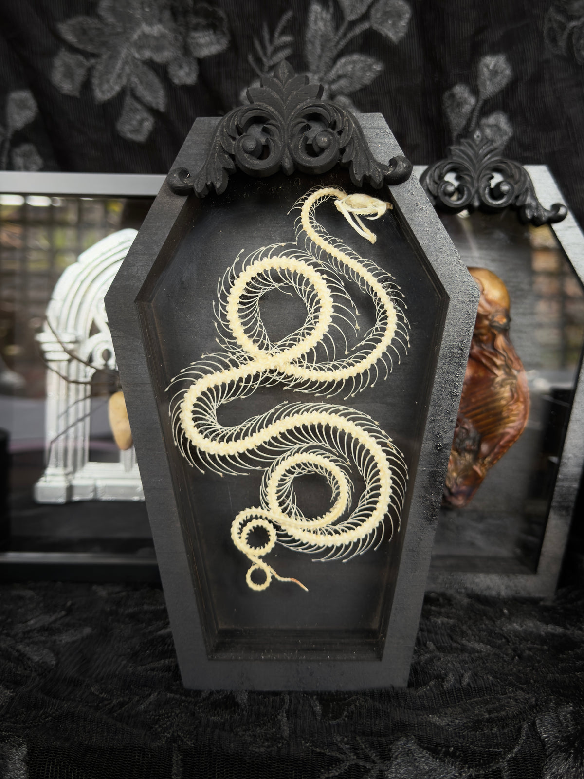 SERPENT IN A COFFIN - Mother of Hades Snake Skeleton in Coffin
