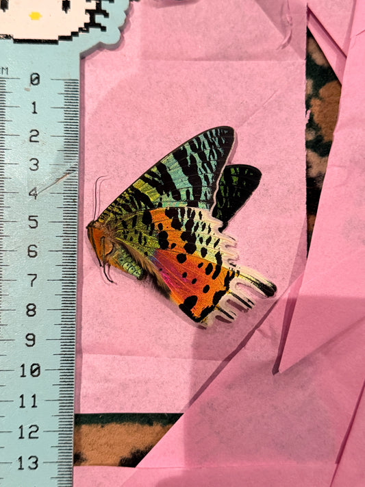 Chrysiridia rhipheus - MADAGASCAN SUNSET MOTH A- QUALITY