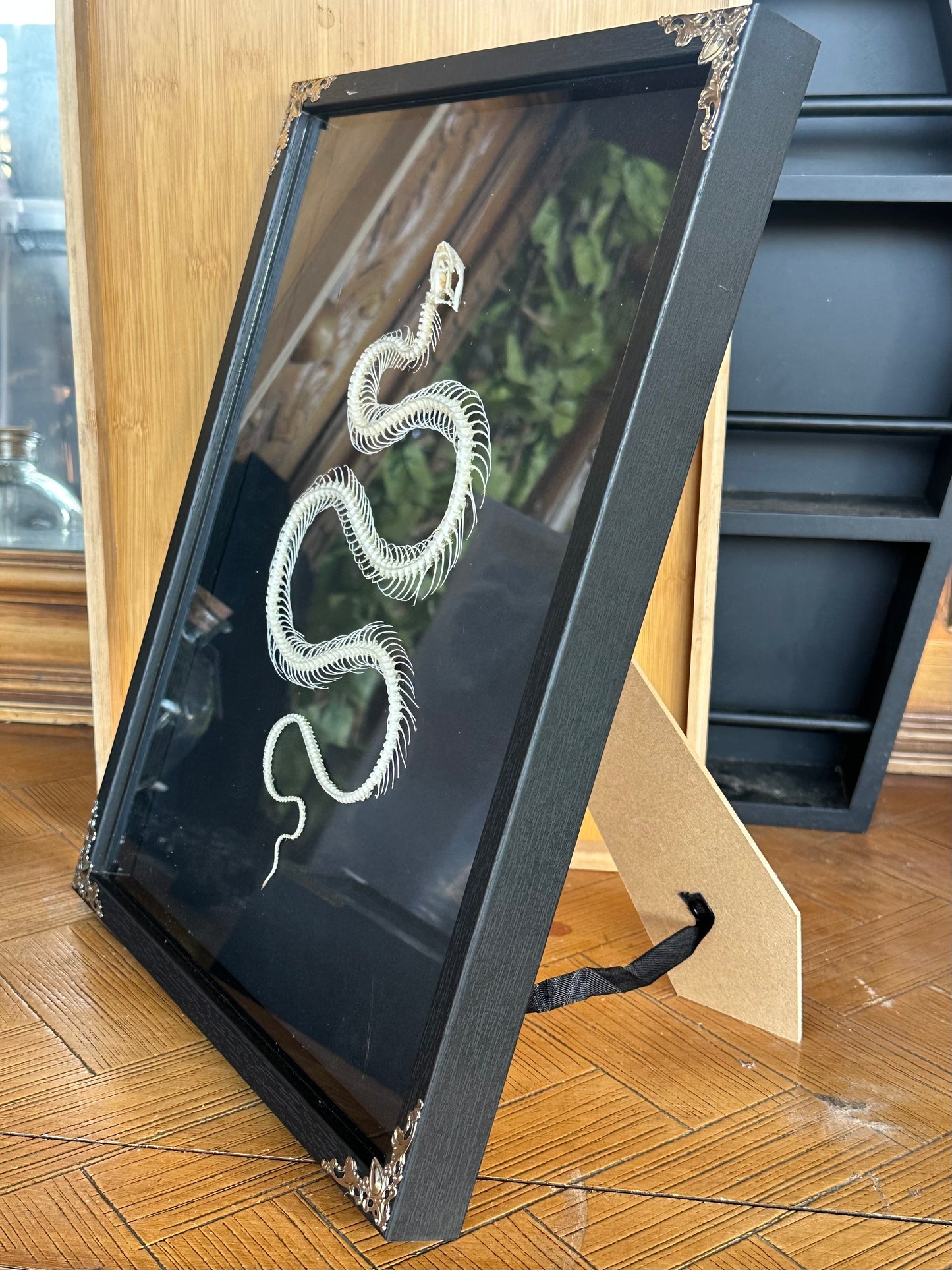 SPECIMEN FRAME - Xenochrophis Melanzostus Snake Skeleton