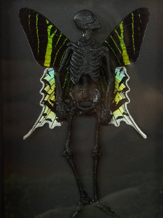 URANIA MOTH FAIRY - Mother of Hades Dead Fairy Collection