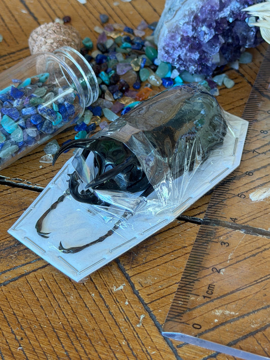 Atlas Beetle - Chalcosoma Atlas Atlas Medium