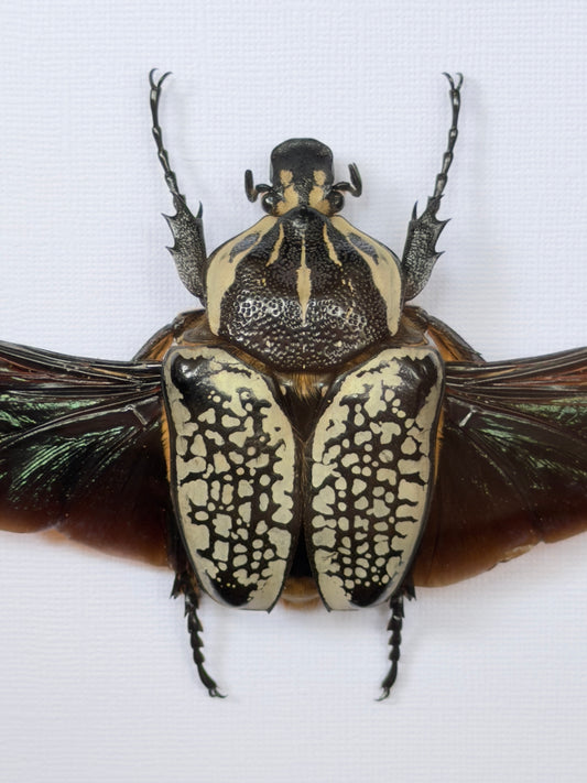 GOLIATH BEETLE Goliathus orientalis Framed Specimen
