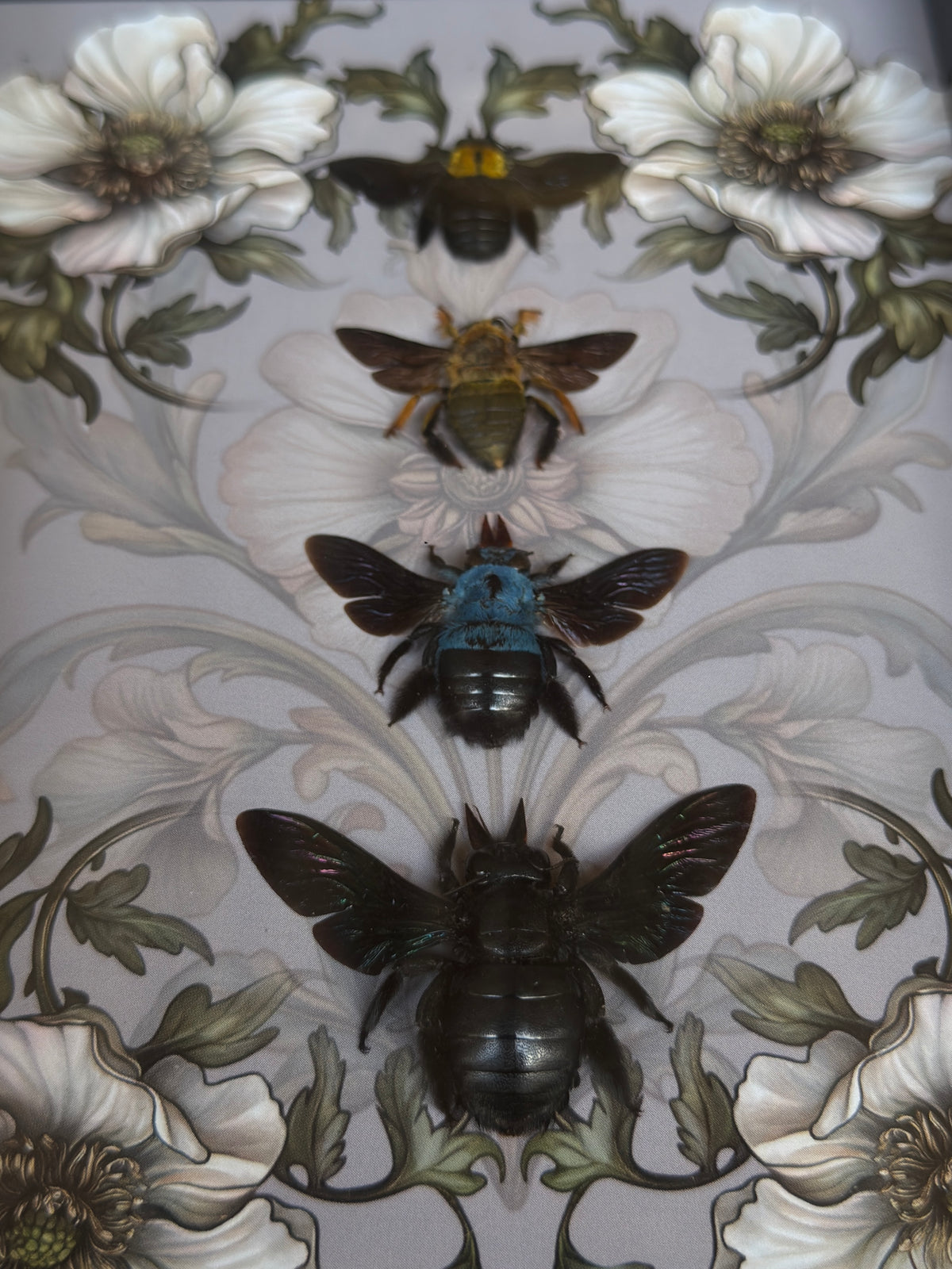 CARPENTER BEE QUAD - A5 Bee Frame
