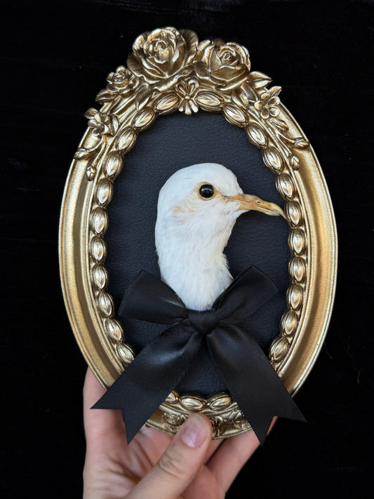 PIGEON HEAD - Round Mother of Hades Open Display Frame