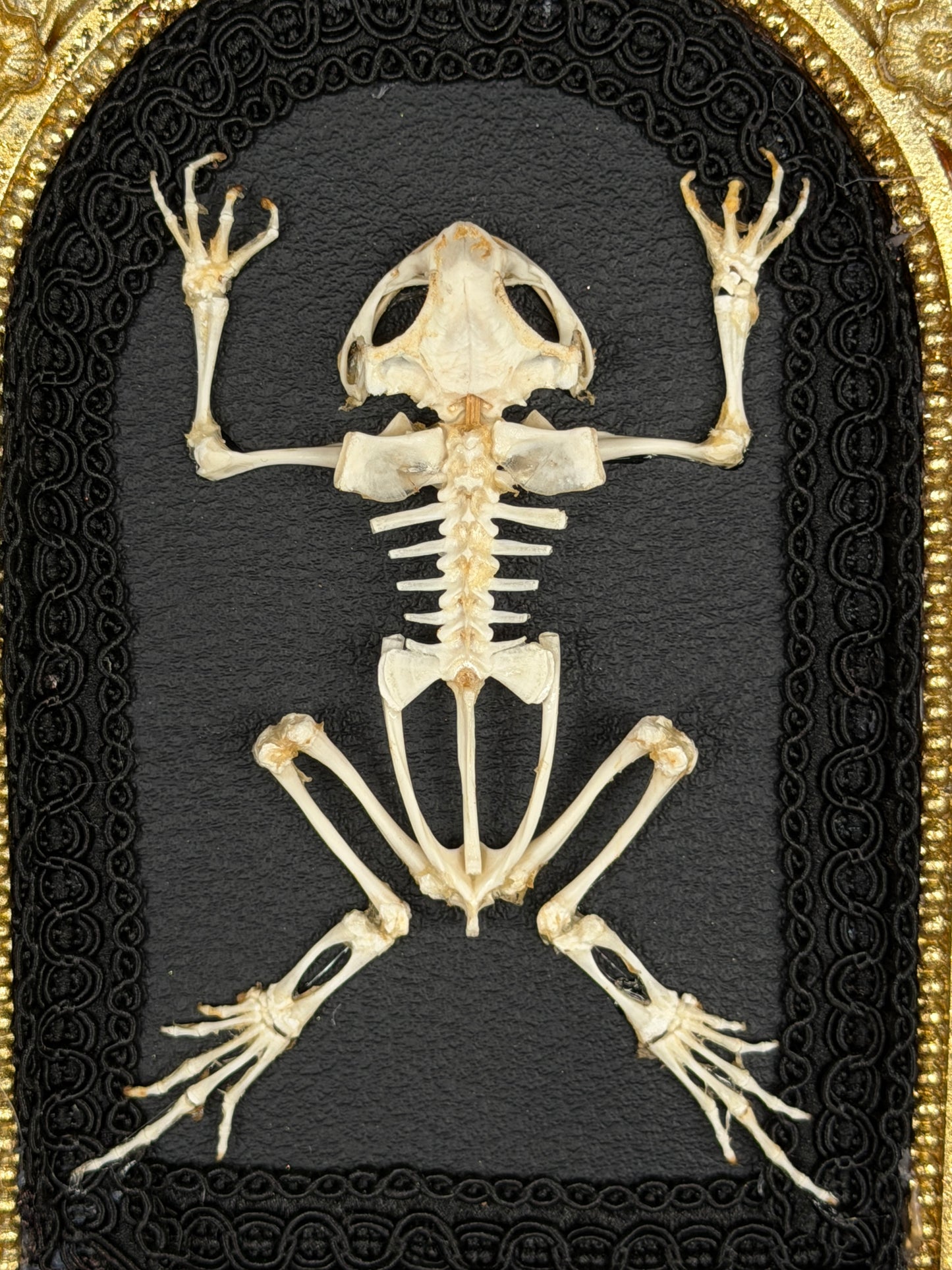 OPEN DISPLAY TOAD SKELETON