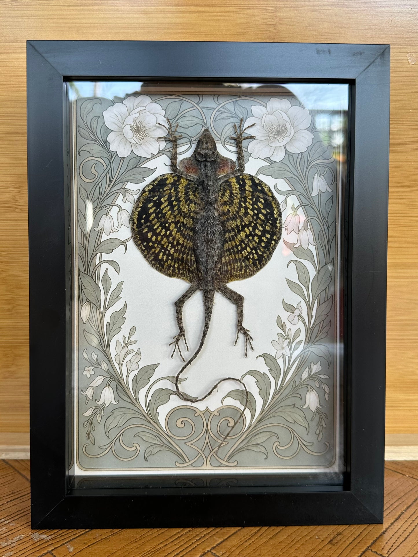 SPECIMEN FRAME - Draco Haematopogon Flying Lizard