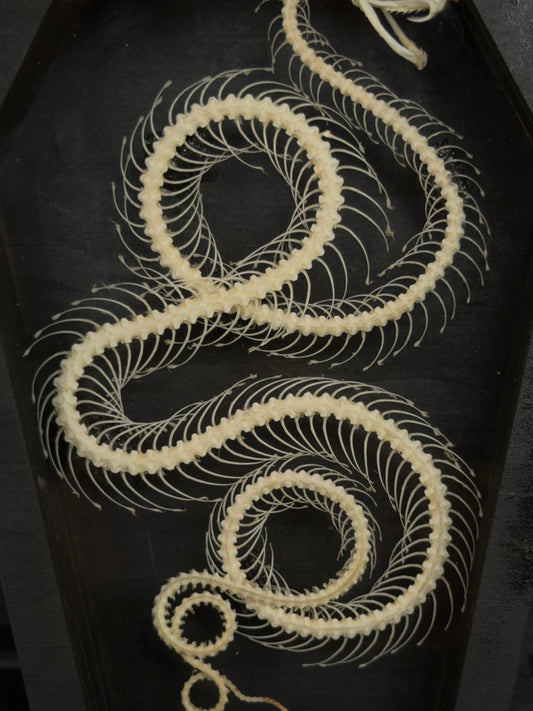 SERPENT IN A COFFIN - Mother of Hades Snake Skeleton in Coffin