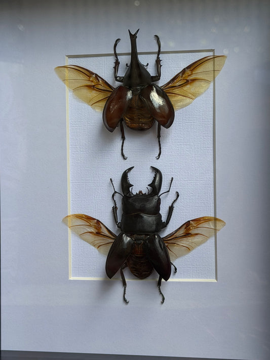 BEETLE DUO - Rhinoceros Beetle & Stag beetle A4 Frames Specimen