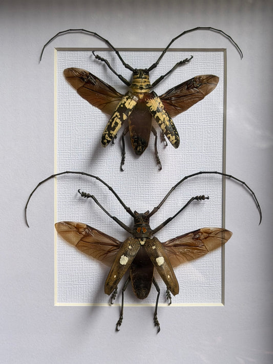 BEETLE DUO - Doesburgia Celebiana & Batocera celebiana A4 Frames Specimen