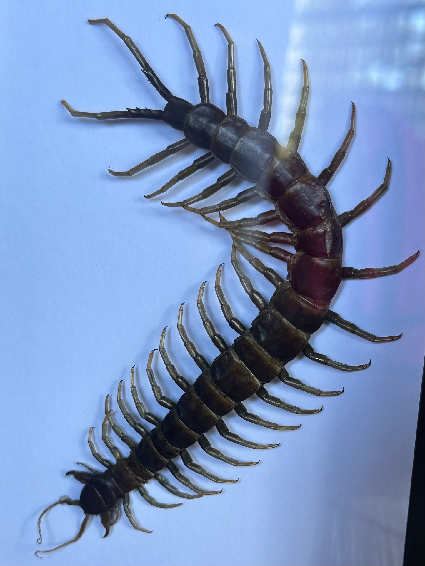 SPECIMEN FRAME - Scolipendra Piceoflava Centipede