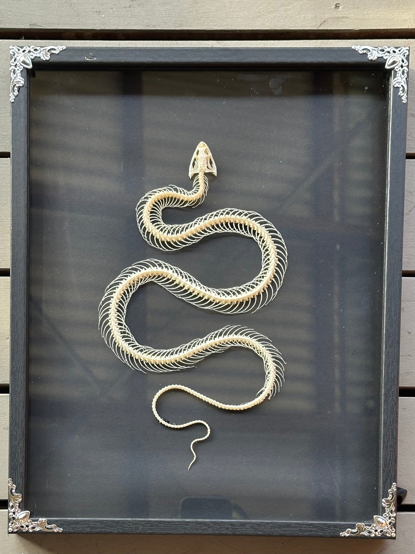 SPECIMEN FRAME - Xenochrophis Melanzostus Snake Skeleton