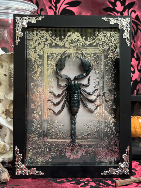 Forest Scorpion - Genus Heterometrus Frames Specimen