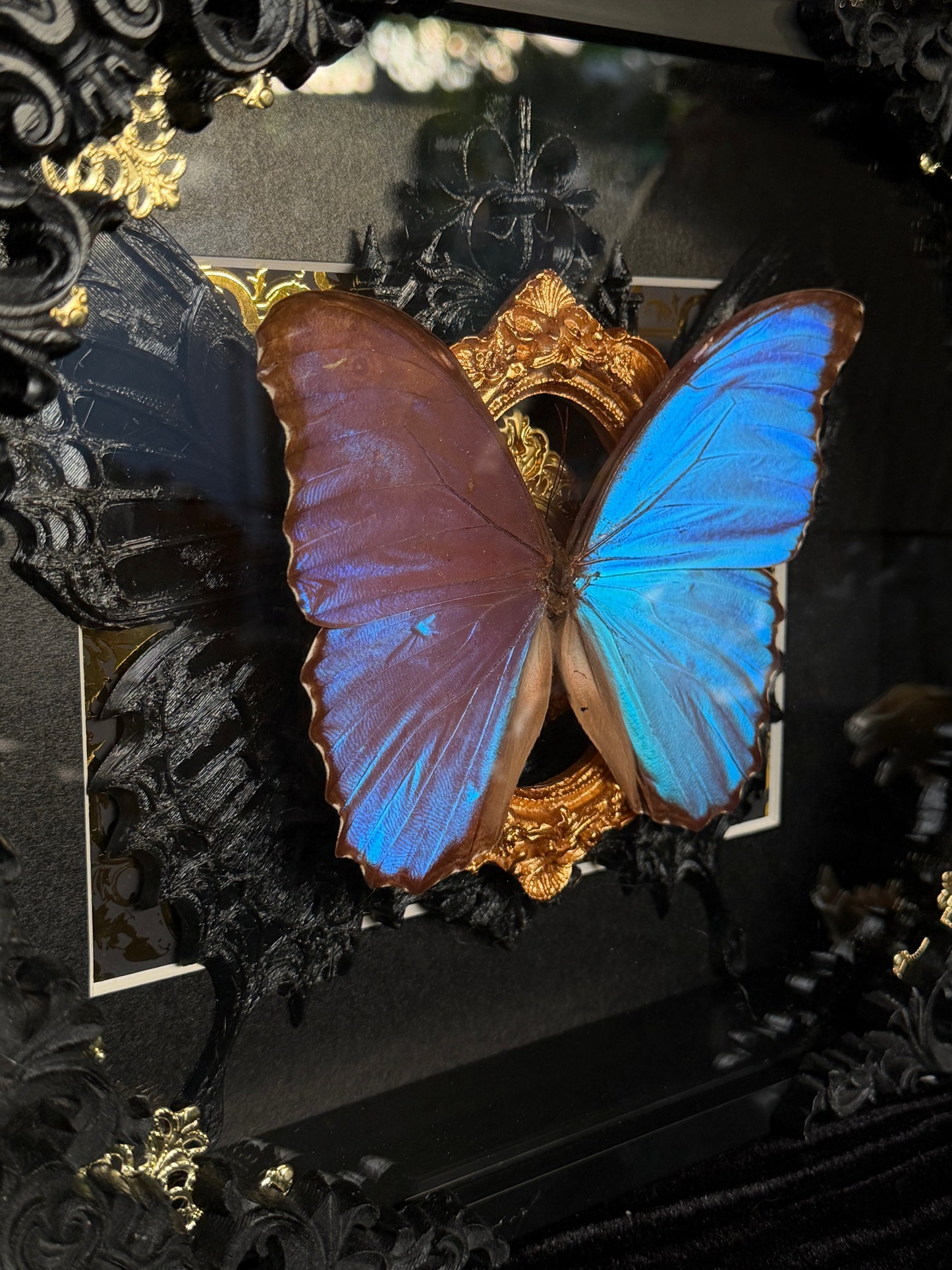 MORPHO BUTTERFLY - Framed Specimen