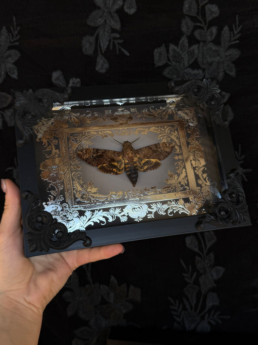 DEATH HEAD MOTH - Mother of Hades Framed Specimen