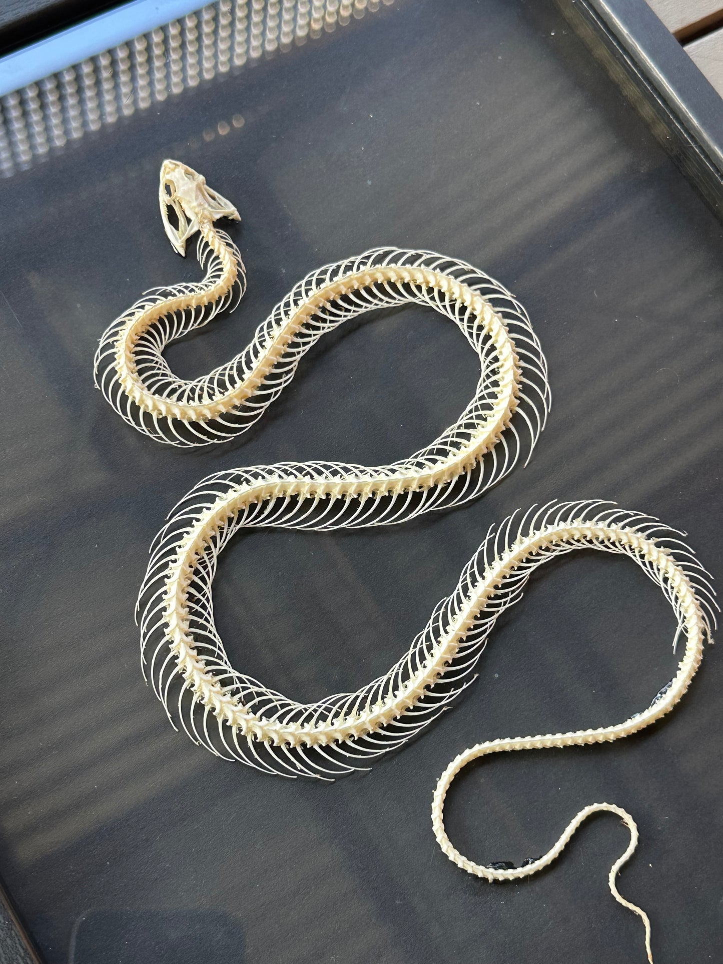 SPECIMEN FRAME - Xenochrophis Melanzostus Snake Skeleton
