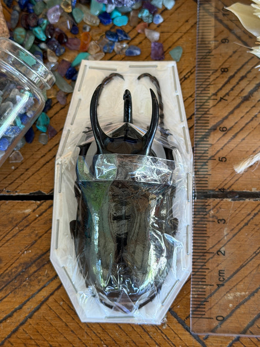 Atlas Beetle - Chalcosoma Atlas Atlas Medium