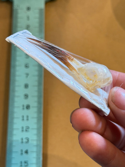 BEE EATER BIRD SKULL - Merops Philippinus Javanicus Lumajang