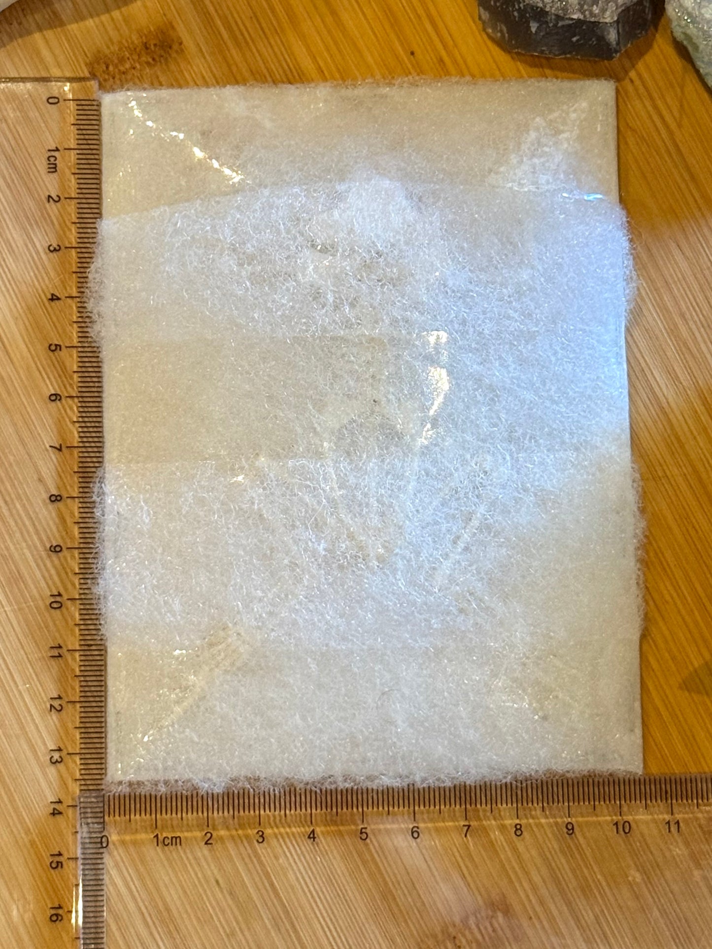 Asian Common Toad Skeleton- Duttaphrynus melanostictus Specimen