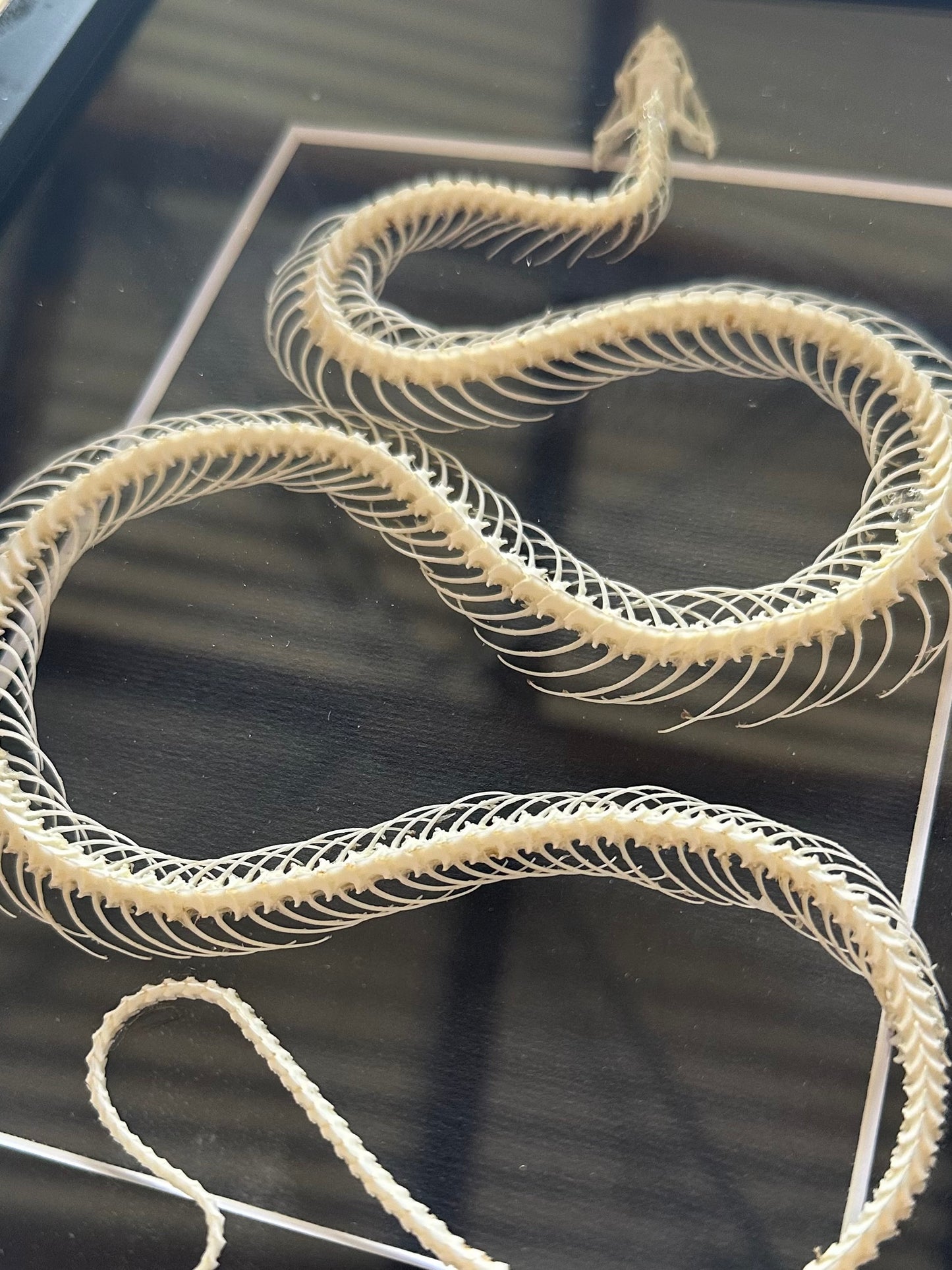 SPECIMEN FRAME - Xenochrophis Melanzostus Snake Skeleton