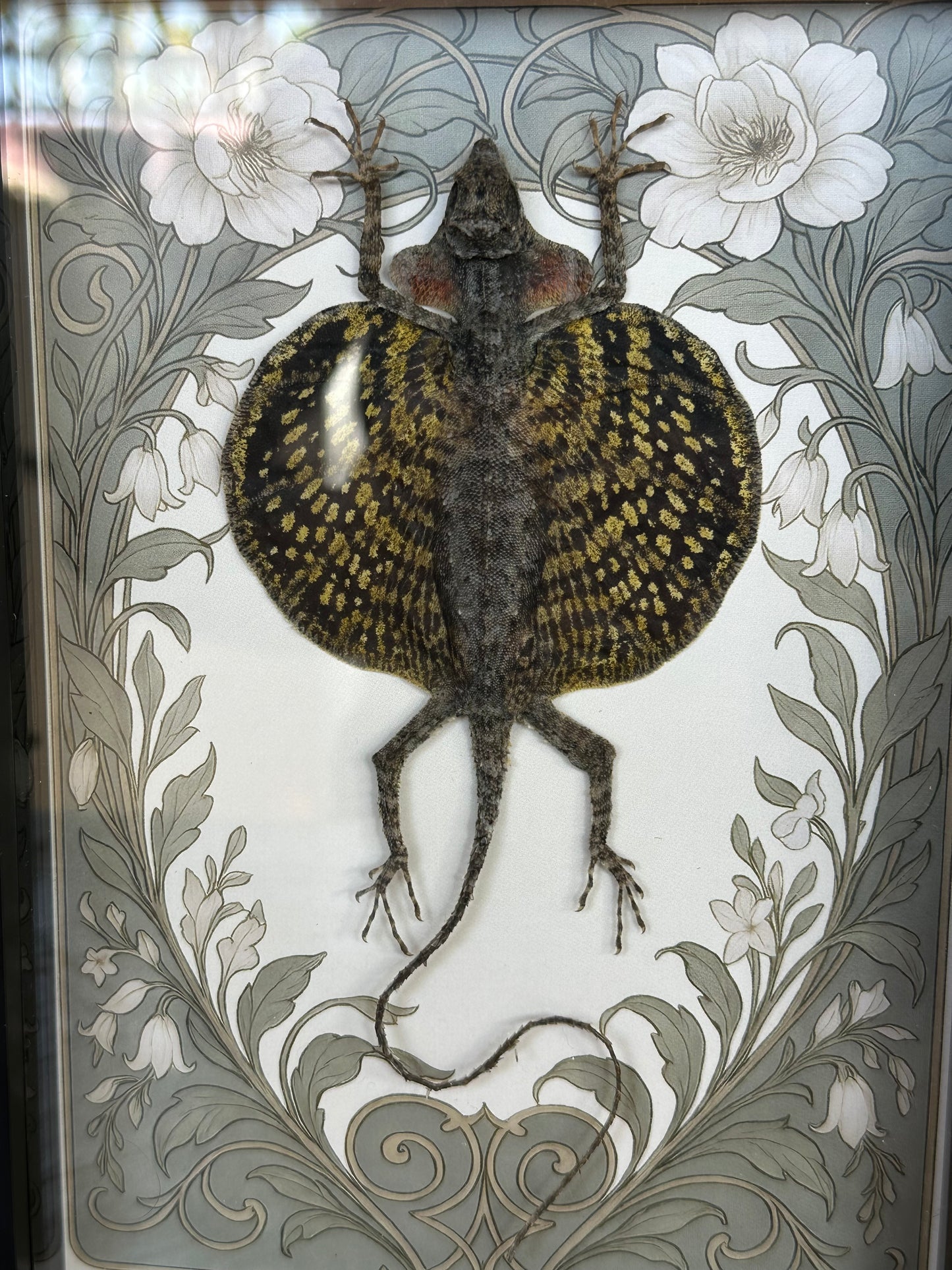 SPECIMEN FRAME - Draco Haematopogon Flying Lizard