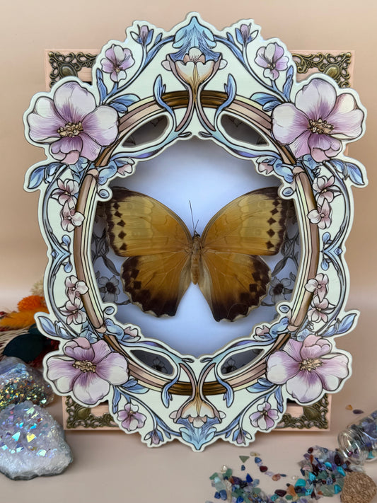 ILLIONEUS OWL BUTTERFLY - Caligo Illioneus Praexiodus Hybrid? Framed Specimen *DAMAGED*