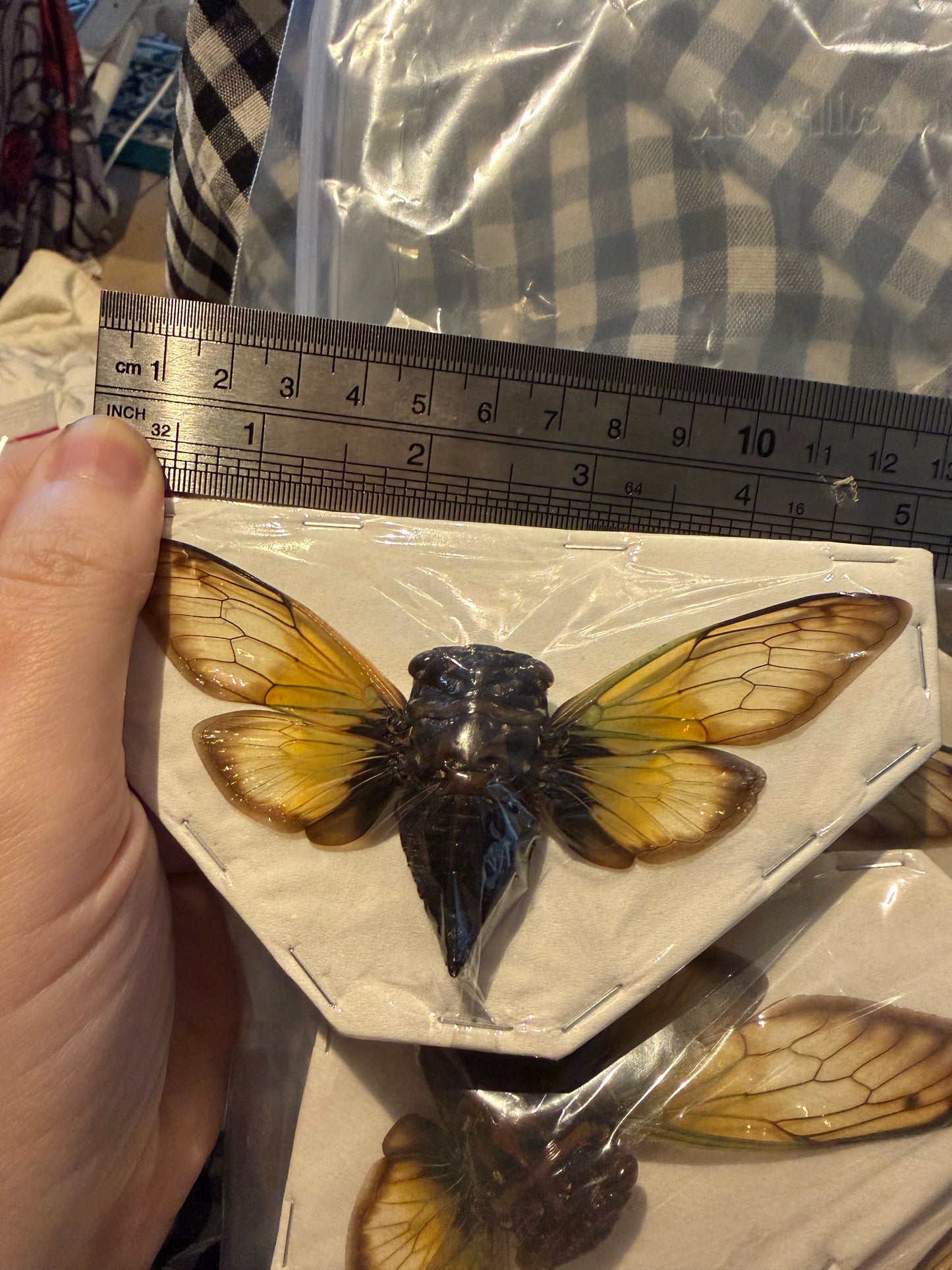 CRYPTOTYMPANA FUMIPENNIS -cicada specimen