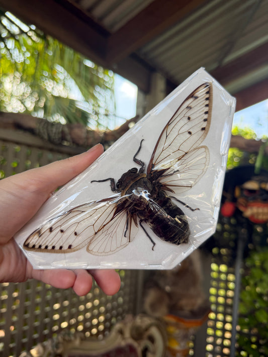 GIANT Empress Cicada - Megopomonia imperatoria