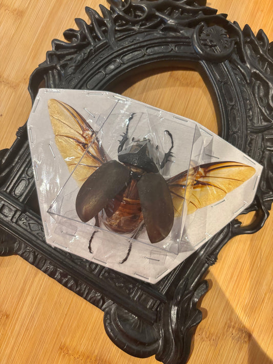 CAUCASUS BEETLE - female Chalcosoma chiron chiron spread specimen