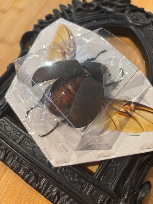 CAUCASUS BEETLE - female Chalcosoma chiron chiron spread specimen