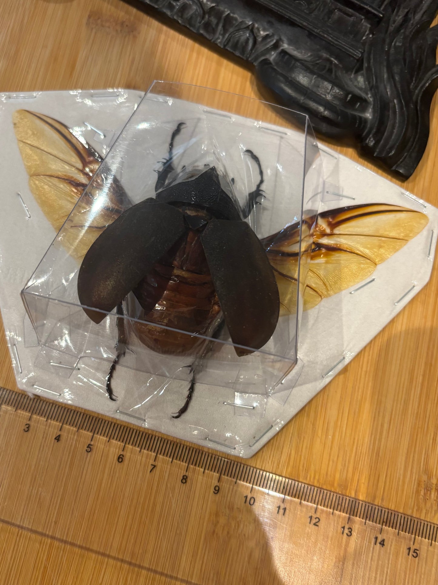 CAUCASUS BEETLE - female Chalcosoma chiron chiron spread specimen