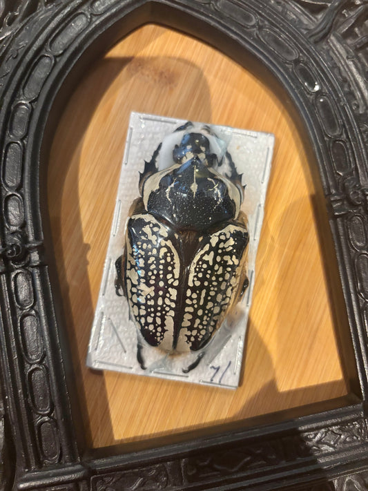 GOLIATH - Goliathus orientalis Specimen