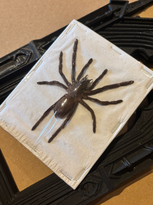 BABY DUO Javan Yellow-kneed Tarantula- Selenocosmia dolichoplectra specimen