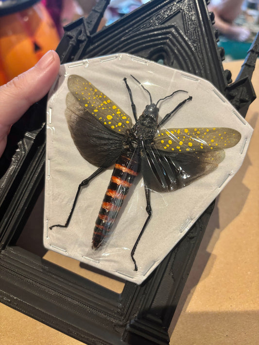 COFFEE LOCUST - Aularches punctatus