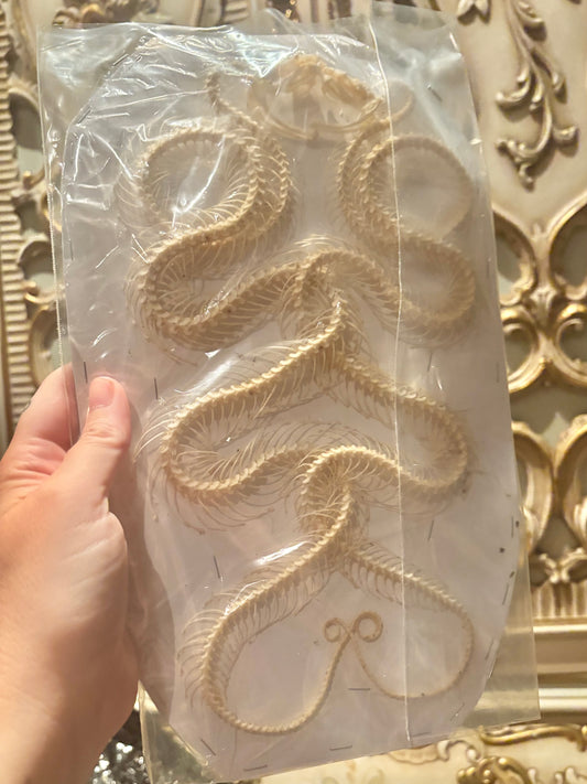 DOUBLE White-lipped Pit Viper Snake Skeleton-Trimeresurus albolabris specimen