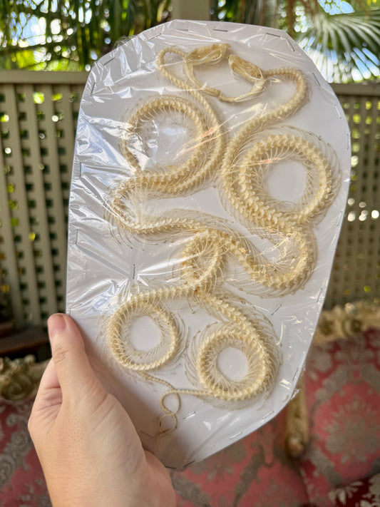 DOUBLE White-lipped Pit Viper Snake Skeleton-Trimeresurus albolabris specimen